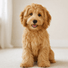 Pet Project identity
